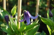 Clematis 'Olgae'